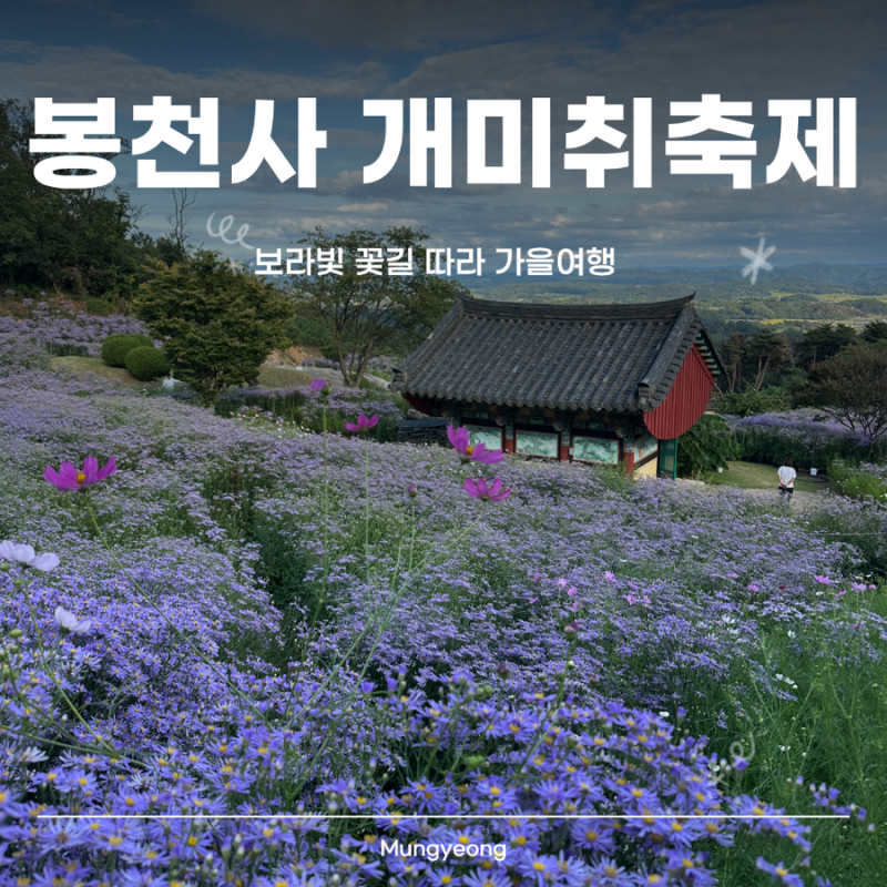 문경 봉천사 9월 개미취축제｜개미취 꽃길 따라 걷는 보라빛 가을여행 9월 개미취만개상태