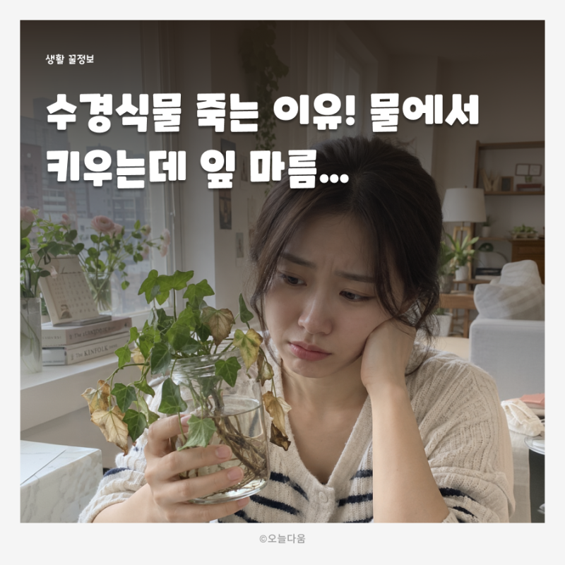 수경식물 죽는 이유! 물에서 키우는데 잎 마르는 원인과 관리방법 총정리 초보식물키우키
