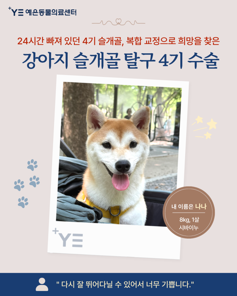 강아지 슬개골 탈구 4기, 복합교정으로 희망을 찾은 수술 후기