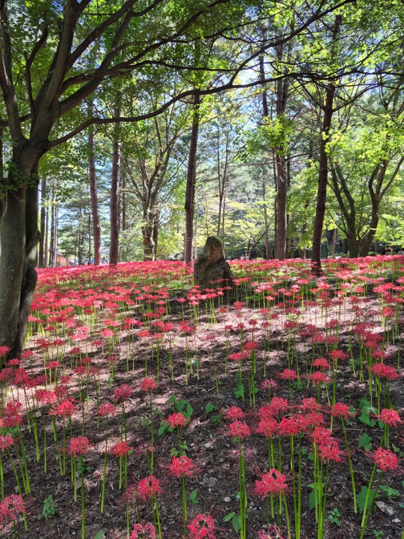 [김천 가볼만한곳] 붉은 융단을 깔아놓은 듯한 직지사 꽃무릇(상사화) 개화 현황 총정리