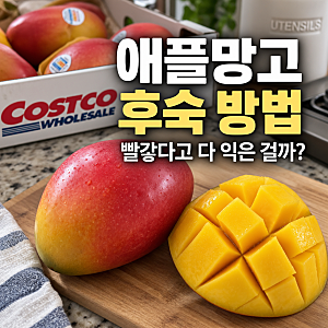 애플망고 후숙 방법, 빨갛다고 다 익은 걸까? 먹는 시기·보관법