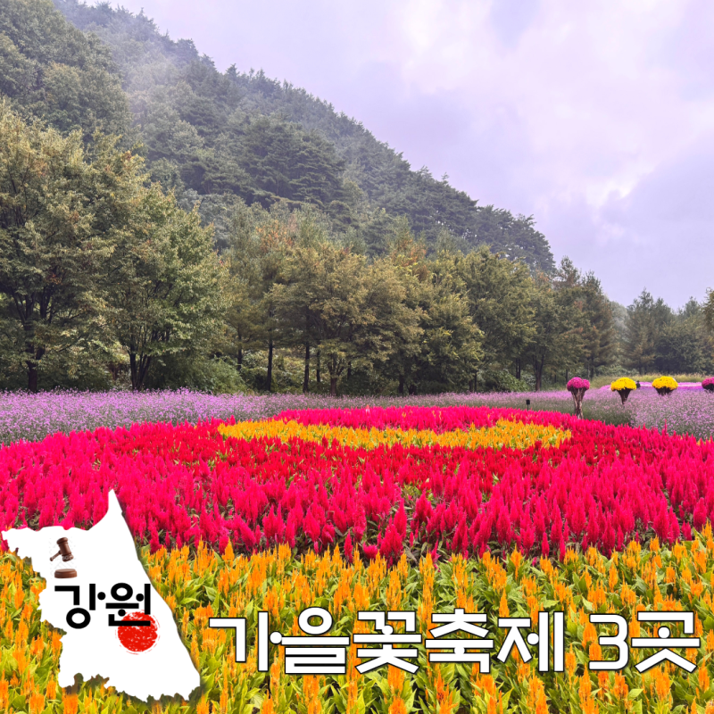 Where to Go First? 3 Gangwon-do Autumn Flower Festivals in September and October