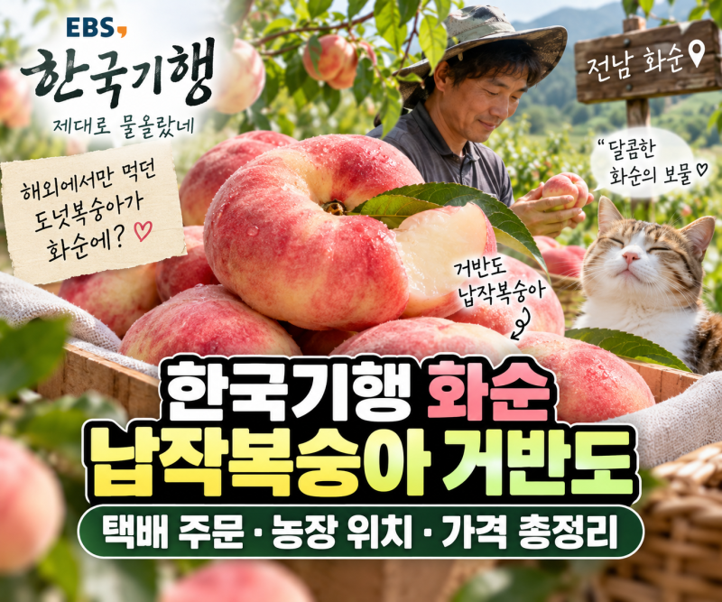 한국기행 화순 납작복숭아 거반도｜택배 주문·농장 위치·가격 총정리(윤세력 농장)