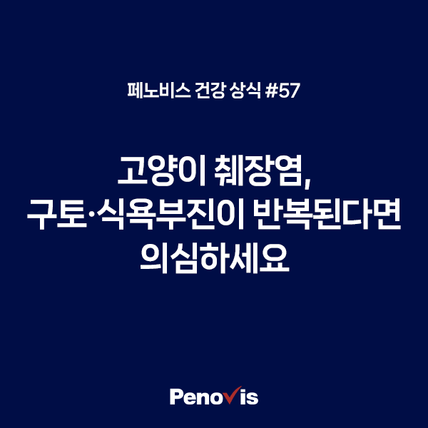 고양이 췌장염, 구토·식욕부진이 반복된다면 의심하세요