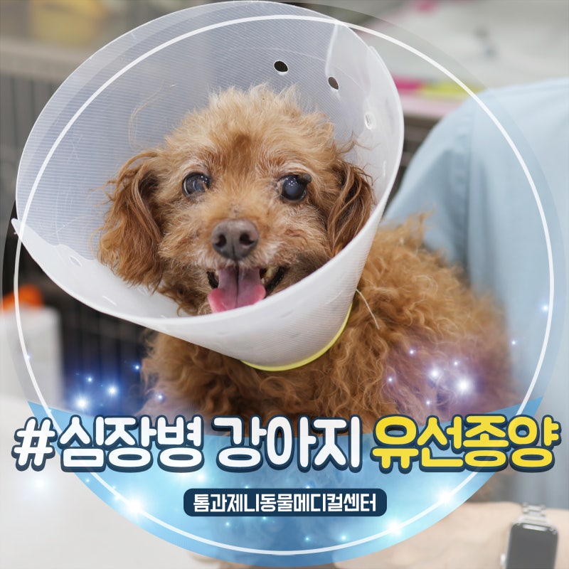 강아지 유선종양 증상과 원인 수술,13살 심장병 노령견 종양 절제 수술 및 조직검사 후기