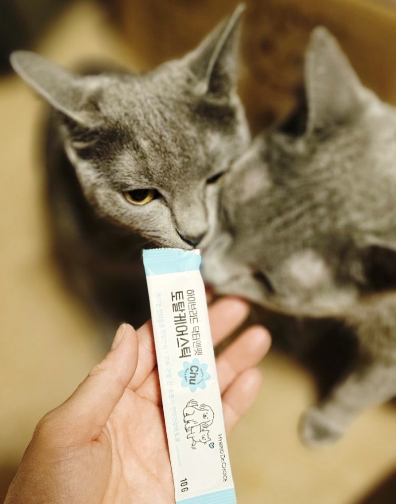고양이 영양제 강아지 츄르 올인원 영양제 추천 닥터앤펫 토탈케어스틱 후기