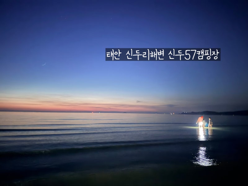 태안 신두리해변 신두57캠핑장 바지락 조개 해루질