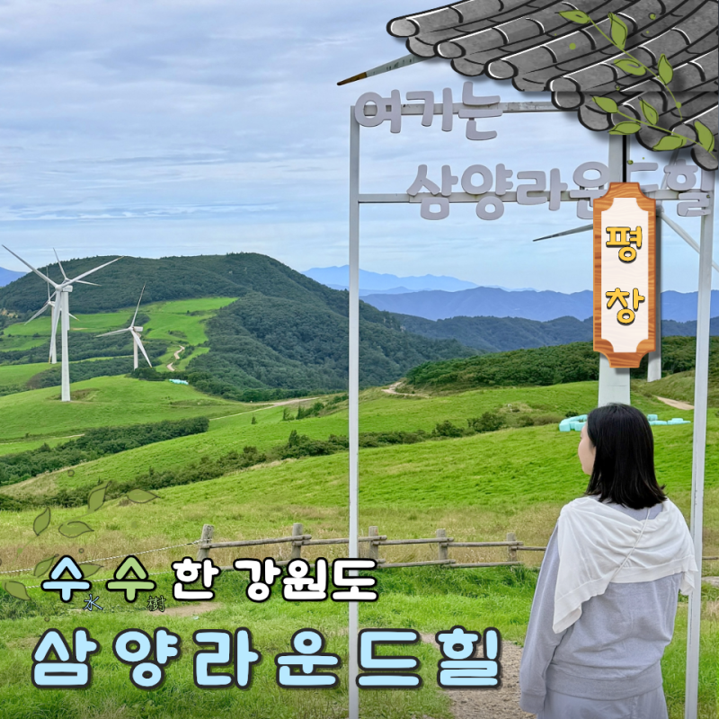 평창 대관령 삼양 라운드힐 양떼목장 입장료 양몰이 시간