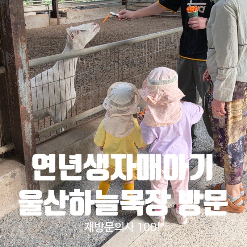 연년생 자매 아기랑 울산 하늘목장 이용후기_피크닉존,당근먹이
