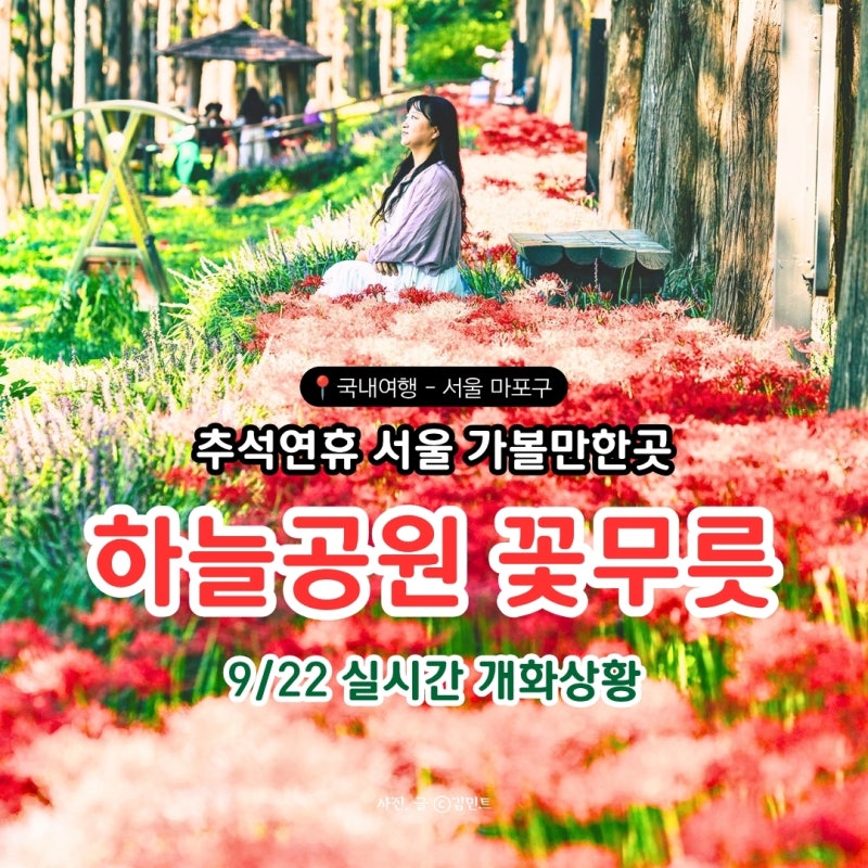추석연휴 서울 가볼만한곳 [하늘공원 꽃무릇] 실시간 개화상황 9/22