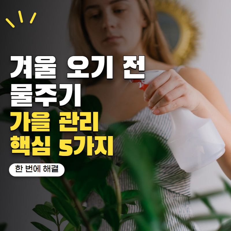 금전수 키우기 겨울 오기 전 물주기 줄여야 할까? 가을 관리 핵심 5가지
