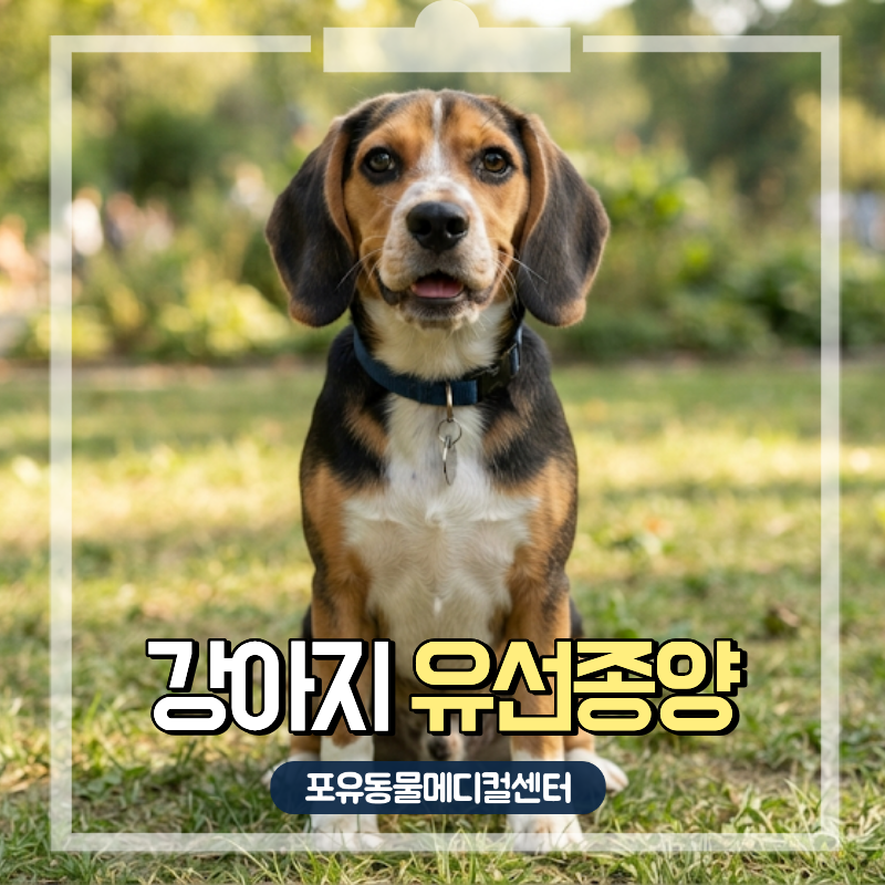 강아지 유선종양 초기 증상과 원인, 터짐 증상 시 어떻게 해야 할까요?