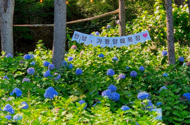 Gapyeong: A Place to Visit with Kids - Hydrangeas in Full Bloom, Bakery Cafe, and an Honest Review of the Sheep Farm