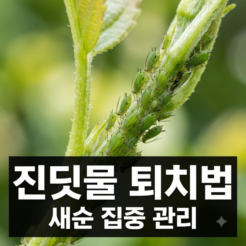 진딧물 새순에만 몰리는 이유와 초기 퇴치법 3가지