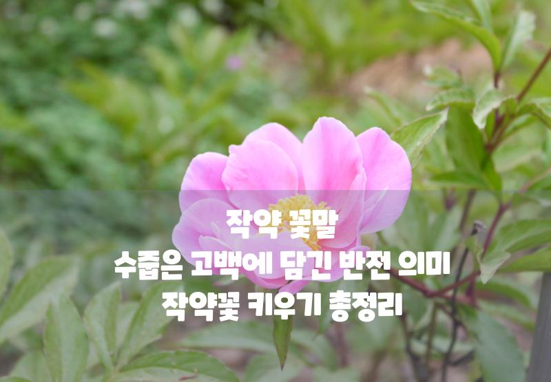 작약 꽃말 알고 계셨나요? 수줍은 고백에 담긴 반전 의미와 작약꽃 키우기 총정리