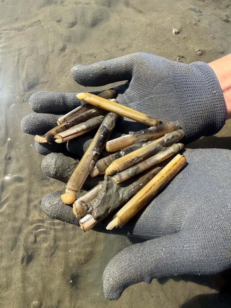 Yeongjongdo Mudflat Experience at Masian Beach: Catching Razor Clams | A Review That Was More Disappointing Than Expected