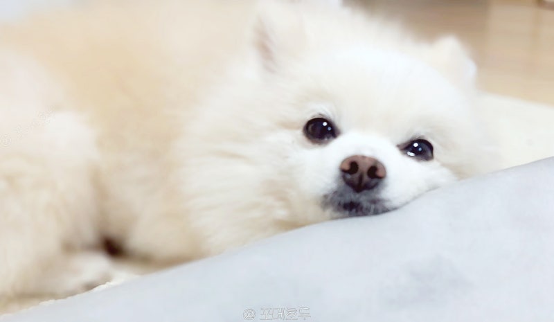 강아지 장염 증상과 원인, 병원 가야하는 위험 신호