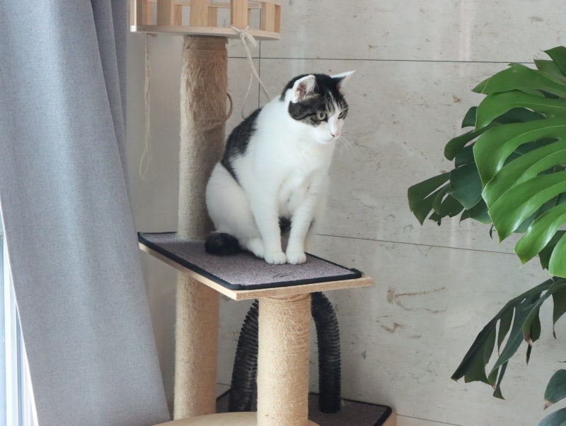 고양이 감기 증상 재채기 코막힘 있나요?