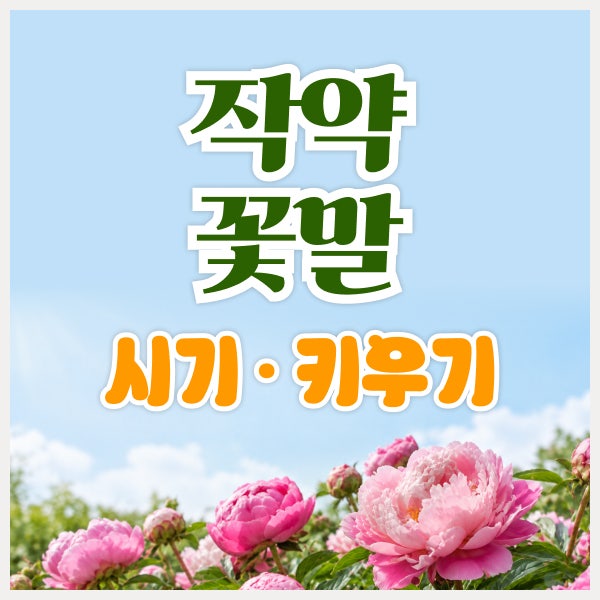 작약 꽃말과 피는 시기, 초보자도 쉬운 작약 키우기 방법