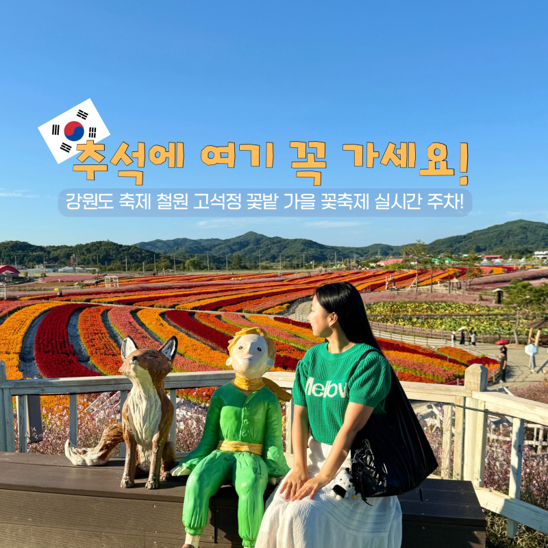 강원도 축제 철원 고석정 꽃밭 가을 꽃축제 실시간 주차