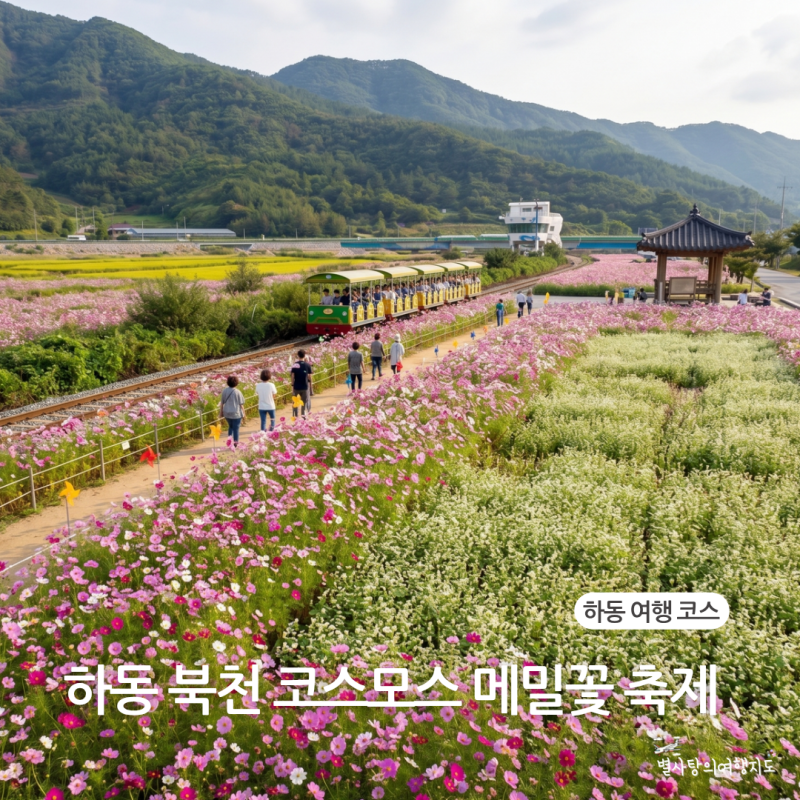 하동 북천 코스모스 메밀꽃 축제 총정리 하동 여행 코스 1박2일