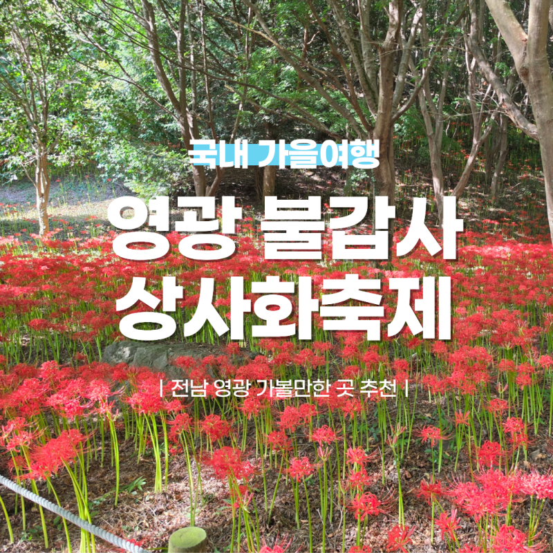 영광 불갑사 상사화축제 다녀왔어요 일정·주차장·만개 시기 총정리! 백수해안도로 포토스....