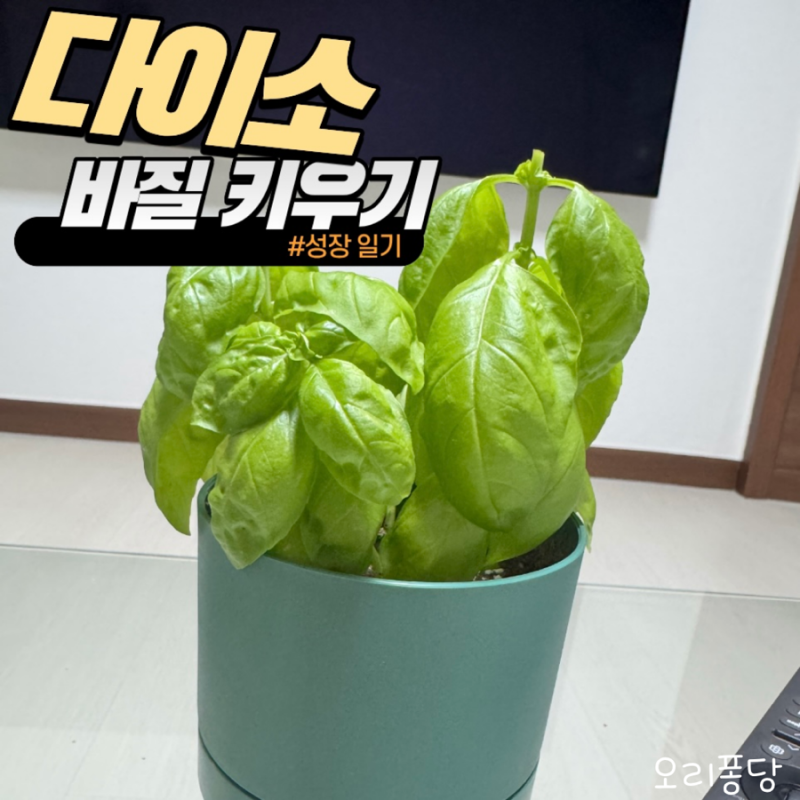 다이소 바질 키우기 찐 후기