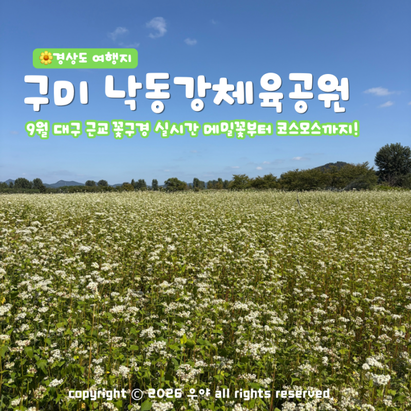 대구 근교 가을 꽃구경 구미 낙동강체육공원 메밀꽃 코스모스 군락지 주차 위치는?