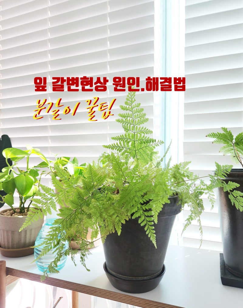고사리과식물 갈변 원인 해결법, 후마타고사리 분갈이 방법