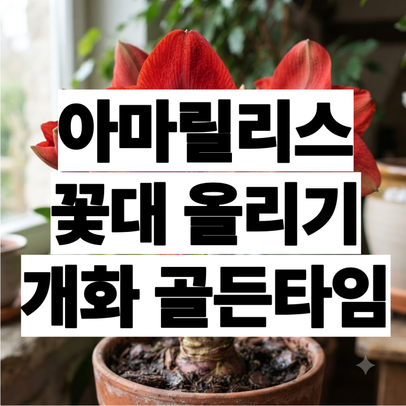 초보식집사의 아마릴리스 꽃 피우기ㅣ꽃대 올리기ㅣ개화 골든타임