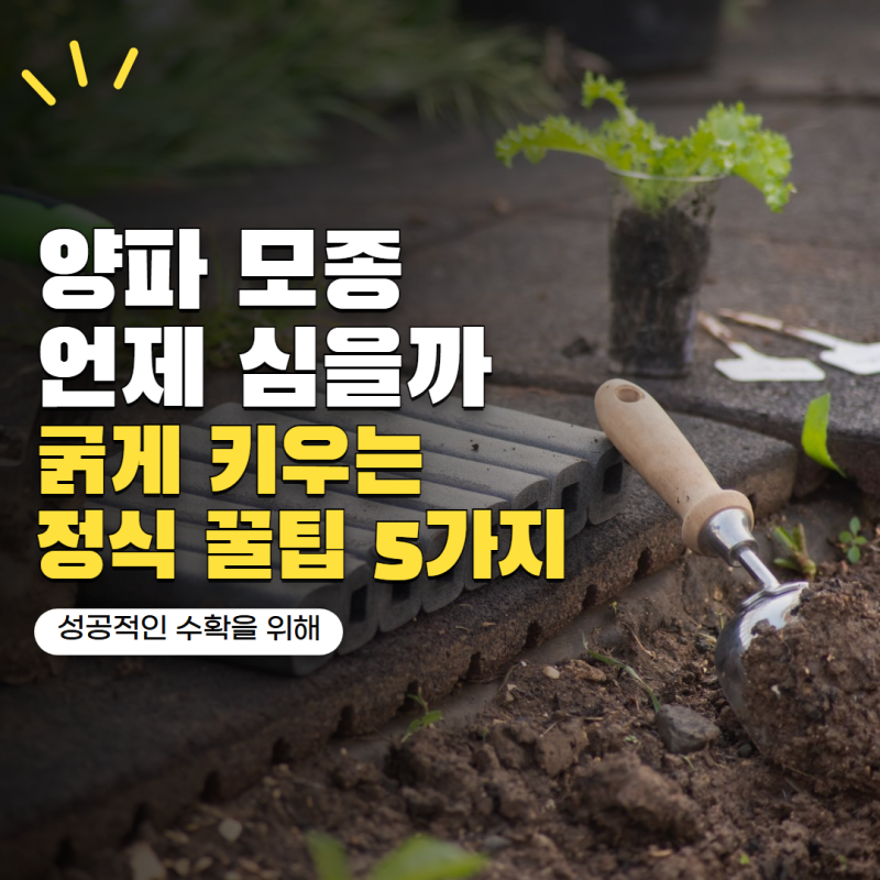 양파 모종 심는시기 언제가 좋을까? 겨울 지나 굵게 키우는 정식 방법 5가지