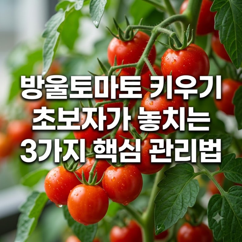 방울토마토 키우기 초보자가 놓치는 3가지 핵심 관리법