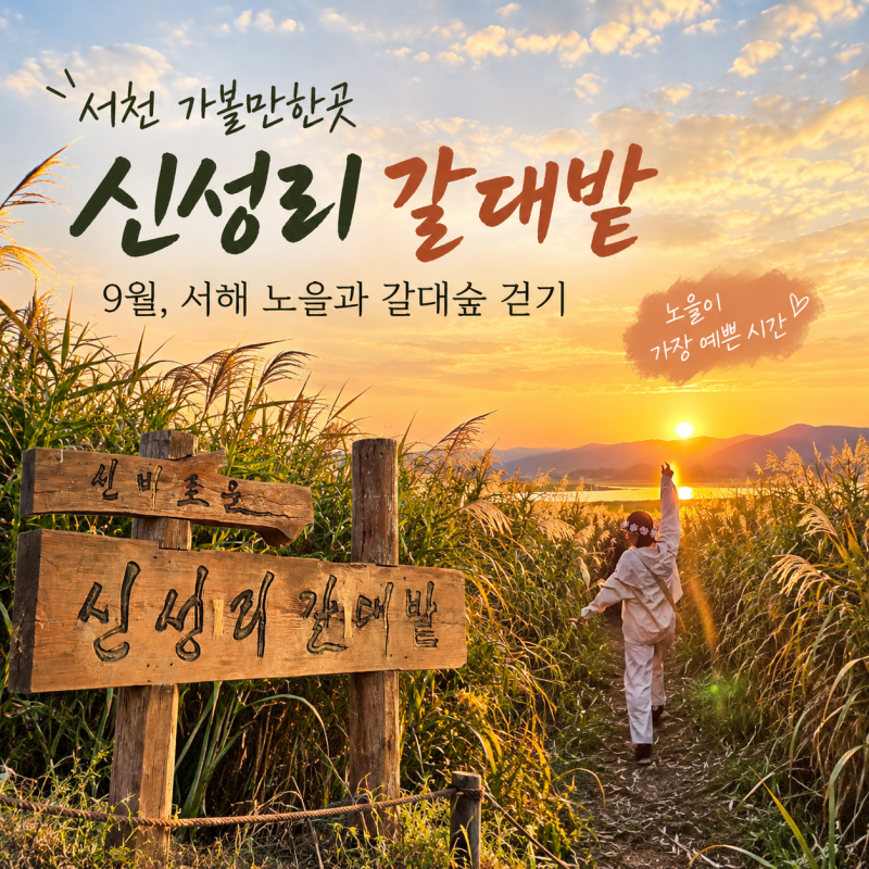 舒川景點 新城里蘆葦田秋季之旅 9月西海夕陽與蘆葦林漫步