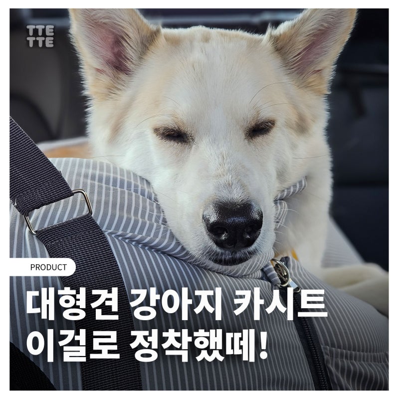 강아지 카시트 프로 여행견의 펫브랜디 실사용 후기 (ft.대형견)