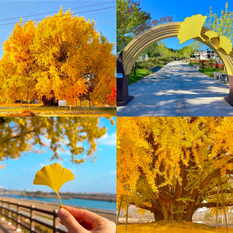 Drive Near Seoul: When is the Peak Season for the Ban-gyeri Ginkgo Tree in Wonju?