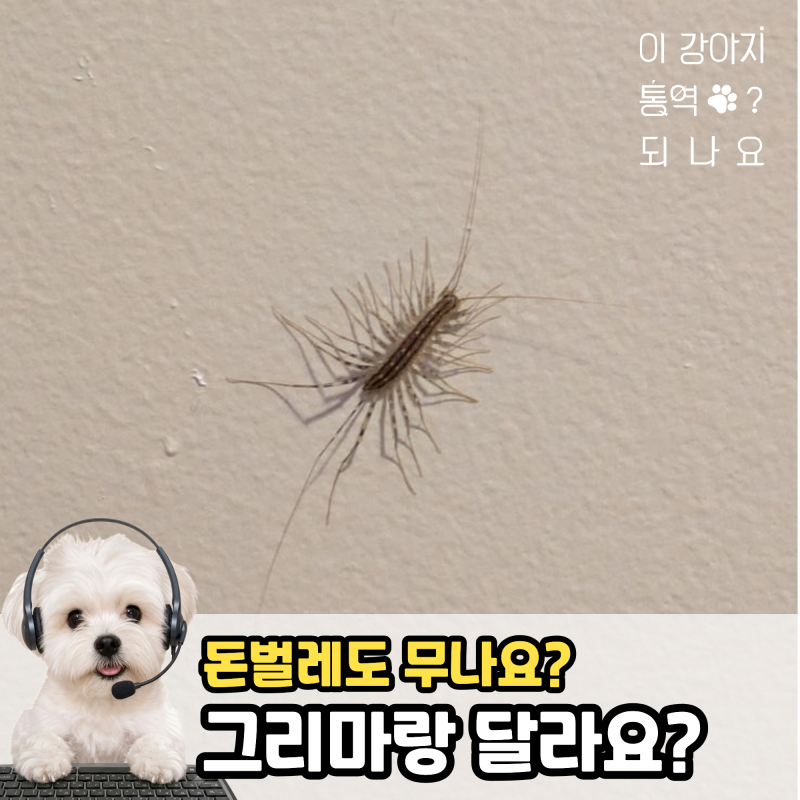 돈벌레도 물어요? 그리마랑 다른건가요?