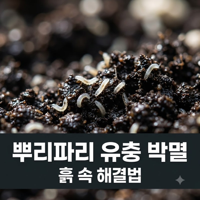 뿌리파리 유충 흙 속 박멸법! 성충만 잡으면 안 끝나는 이유