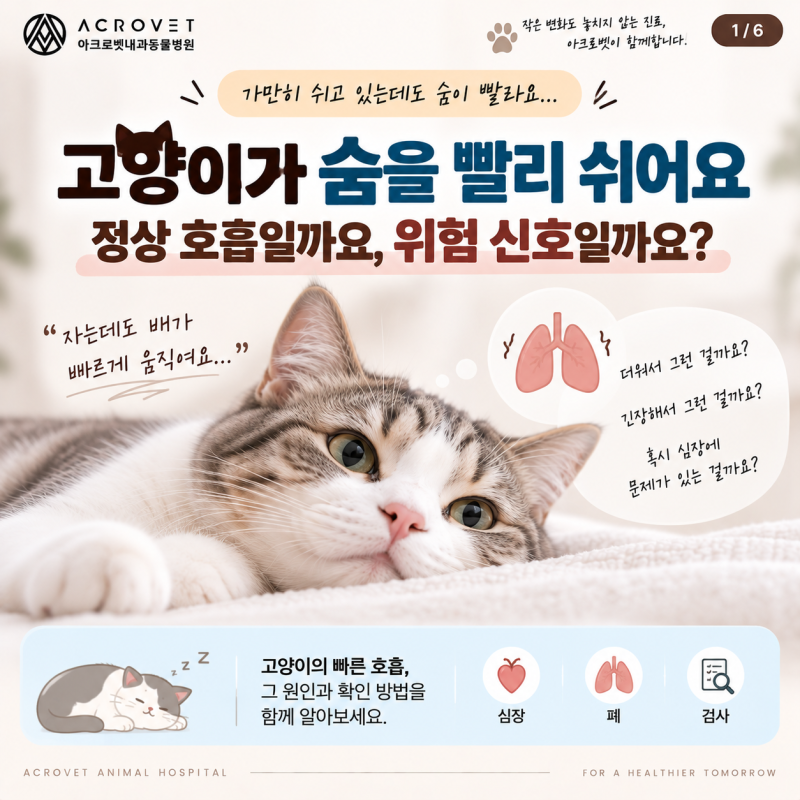 광진구동물병원 고양이가 숨을 빨리 쉬어요｜정상 호흡일까요, 위험 신호일까요?