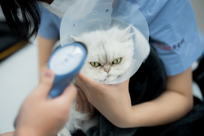 고양이 갑상선기능항진증 많이 먹지만 살이 빠진다면?