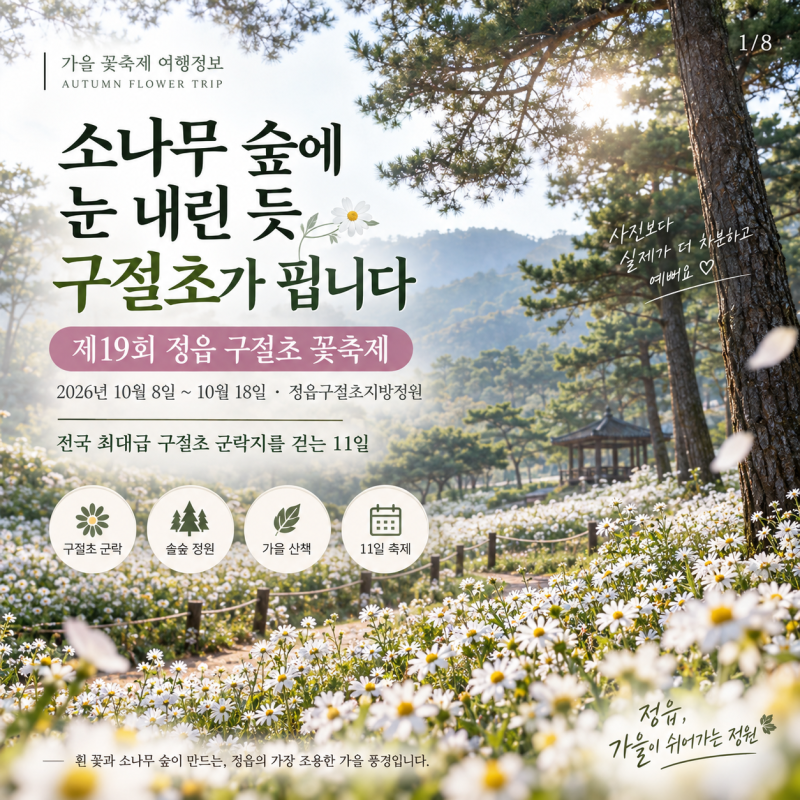 정읍 구절초 꽃축제 완전정복 ! 입장료·주차·쌍화차 코스까지