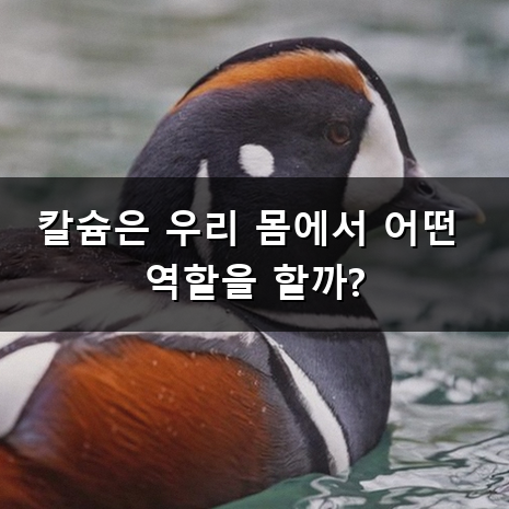 칼슘 영양제 추천, 어떤 기준으로 골라야 할까?