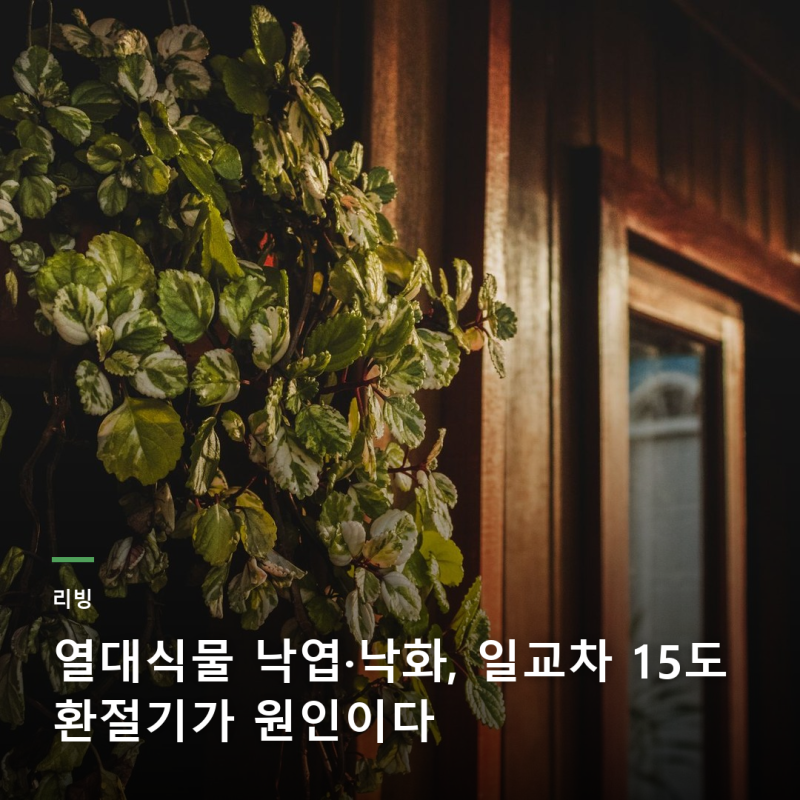 열대식물 낙엽·낙화, 일교차 15도 환절기가 원인이다