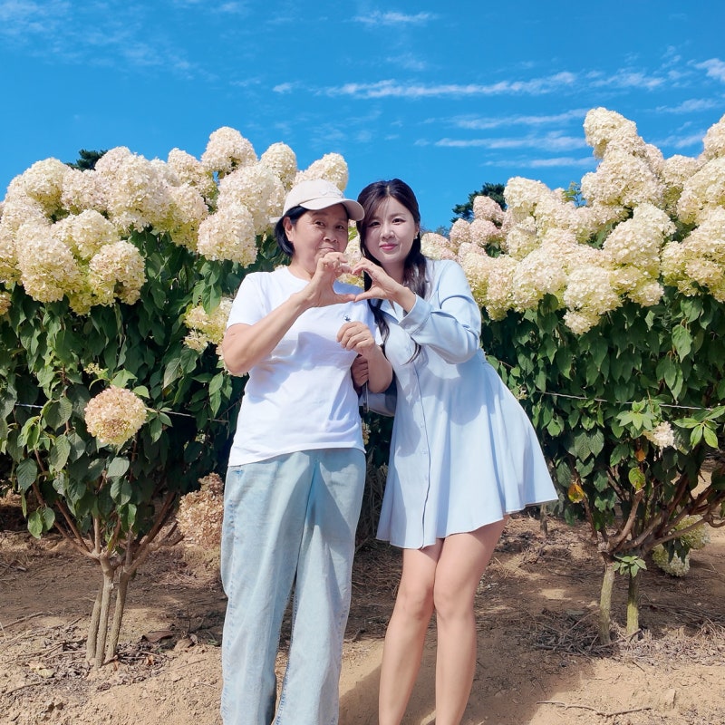 안성 수국 축제 명소, 용설리수국축제 10월에 안성 가볼만한곳 실시간