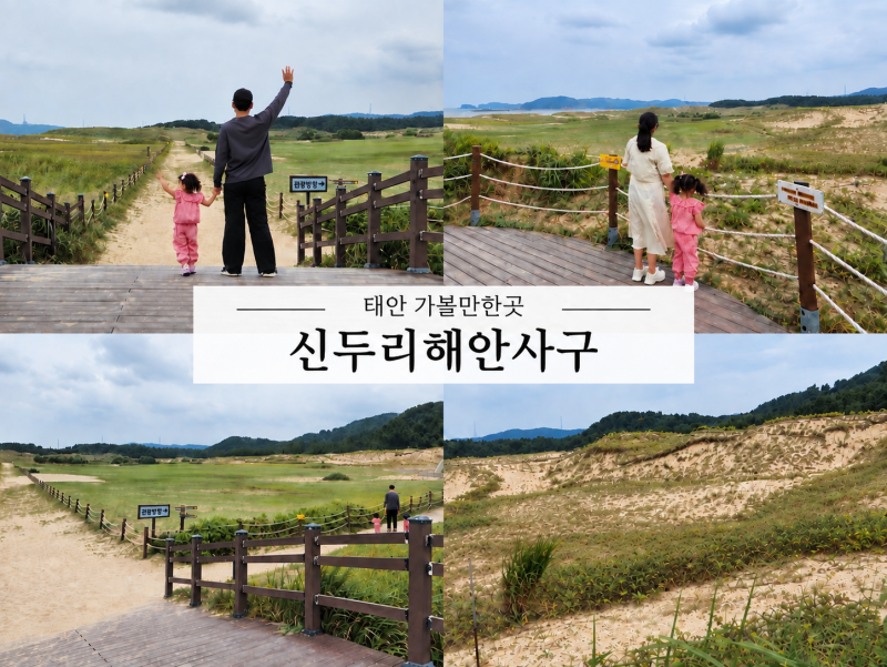 Sinduri Coastal Sand Dunes in Taean | Walking Course | Parking | Things to Know Before Visiting