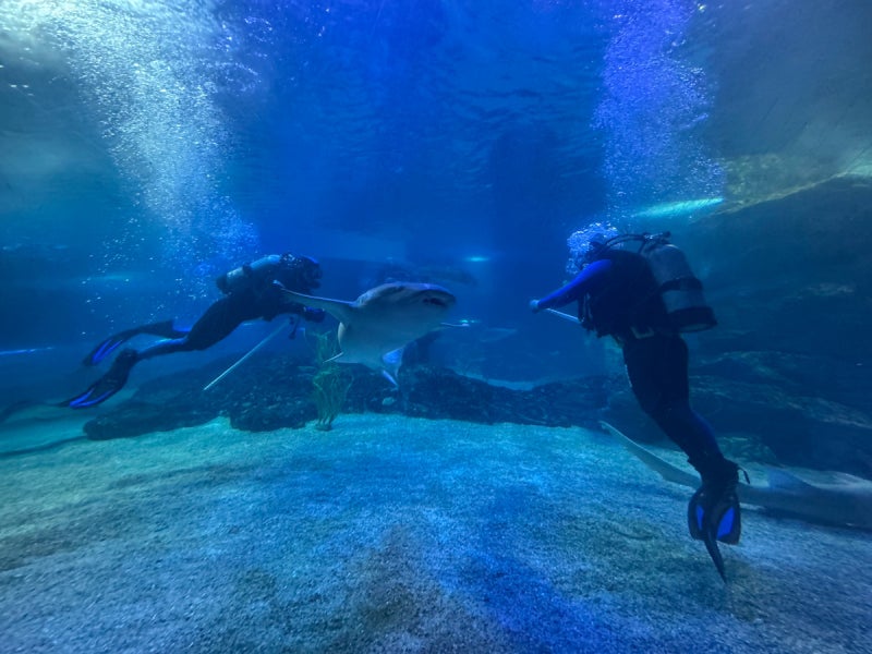 부산 해운대 아쿠아리움 ｜SEA LIFE 공연정보 투명보트