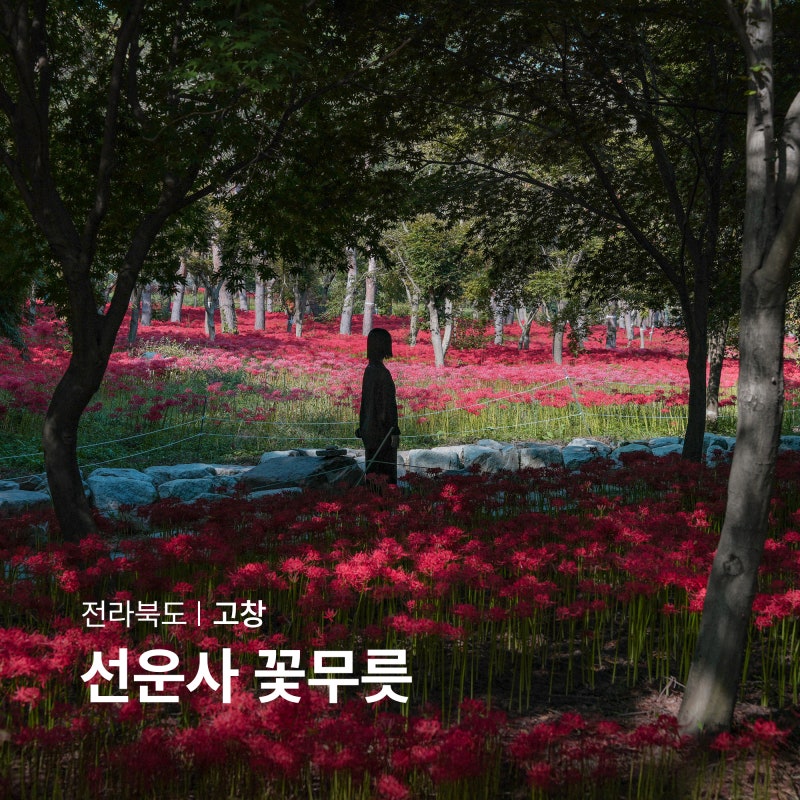 고창 선운사 꽃무릇 실시간 선운산도립공원 상사화