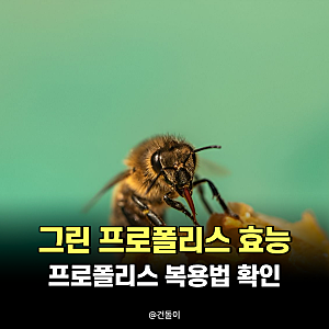 그린 프로폴리스 효능 4가지 프로폴리스 복용법 확인