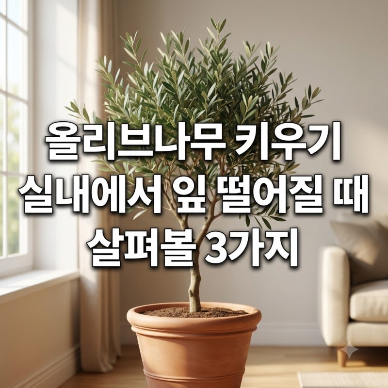 올리브나무 키우기 실내에서 잎 떨어질 때 살펴볼 3가지