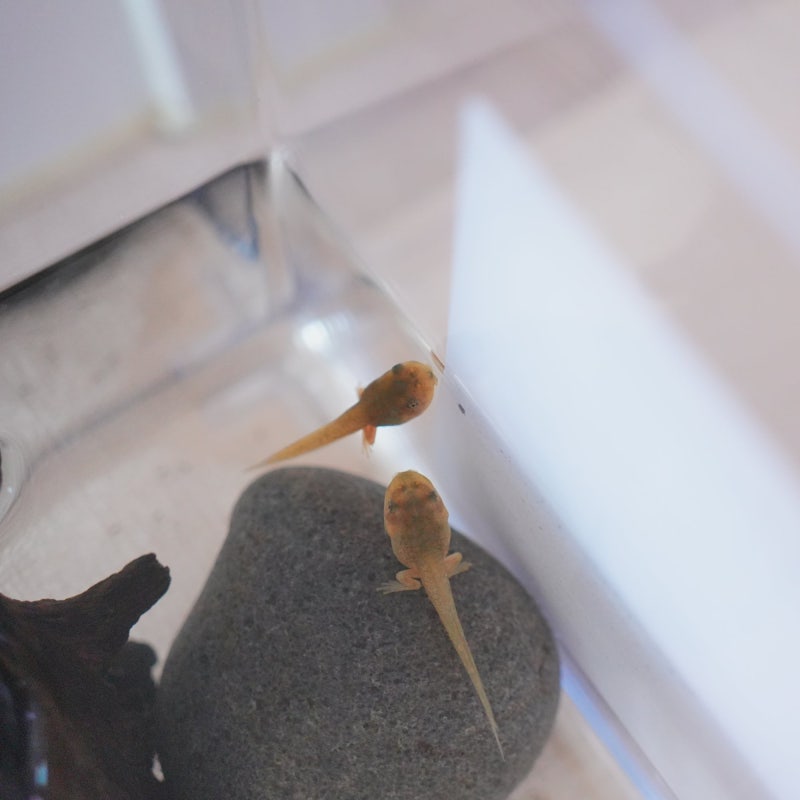청개구리 올챙이 키우기, 뒷다리 늦게 나올 때 체크할 것!
