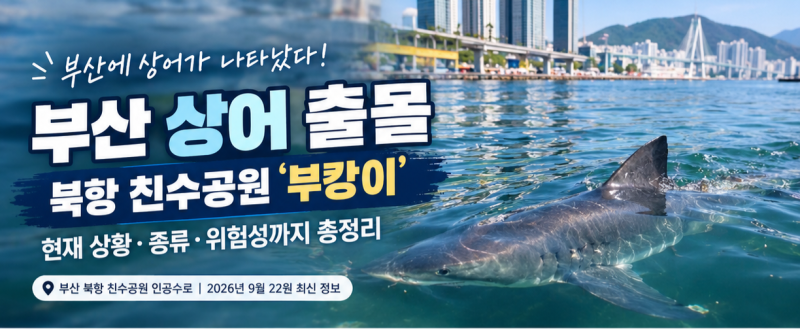 부산 북항 상어 부캉이 아직 있나?｜9월 26일 최신 상황·위치·관람·종류·위험성 총정리
